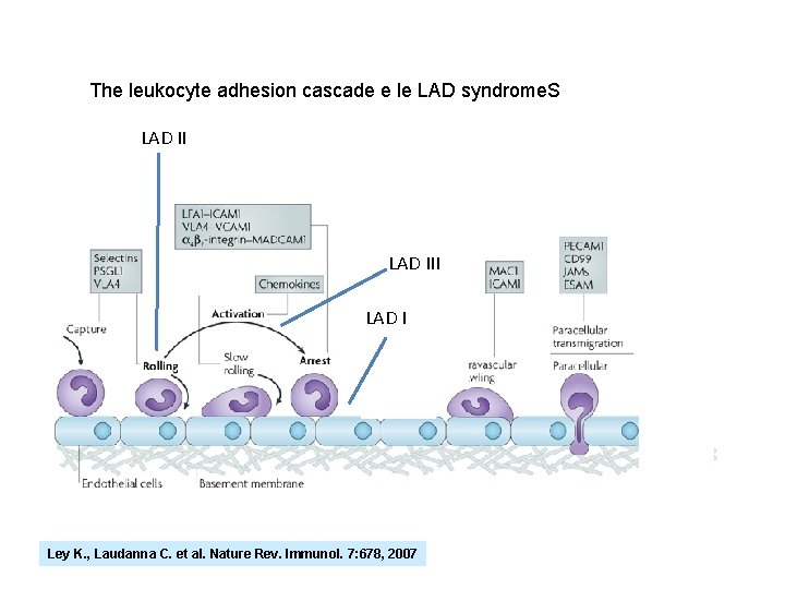 The leukocyte adhesion cascade e le LAD syndrome. S LAD II Syk LAD, III