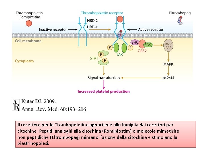 Il recettore per la Trombopoietina appartiene alla famiglia dei recettori per citochine. Peptidi analoghi