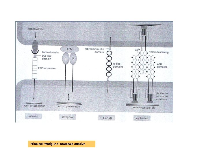 Principali famiglie di molecole adesive 