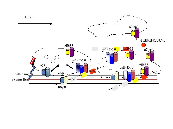 FLUSSO a. IIbb 3 FIBRINOGENO a. IIbb 3 gp. Ib-IX-V a 2 b 1