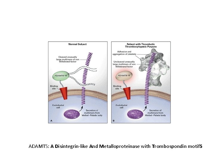 ADAMTS: A Disintegrin-like And Metalloproteinase with Trombospondin motif. S 