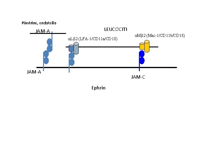 Piastrine, endotelio JAM-A LEUCOCITI a. Lb 2 (LFA-1/CD 11 a/CD 18) JAM-A a. Mb