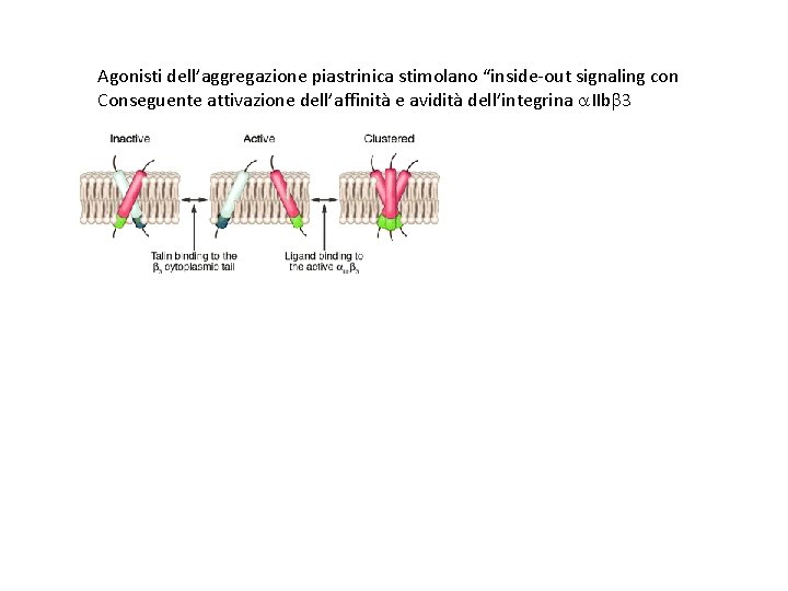 Agonisti dell’aggregazione piastrinica stimolano “inside-out signaling con Conseguente attivazione dell’affinità e avidità dell’integrina a.