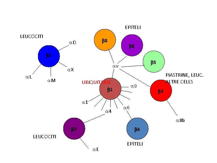 EPITELI LEUCOCITI b 8 a. D b 6 b 2 a. X a. L