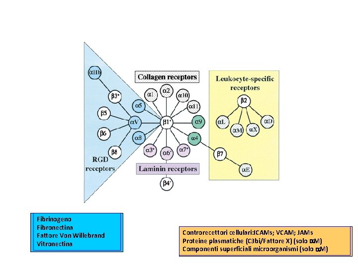 Fibrinogeno Fibronectina Fattore Von Willebrand Vitronectina Controrecettori cellulari: ICAMs; VCAM; JAMs Proteine plasmatiche (C