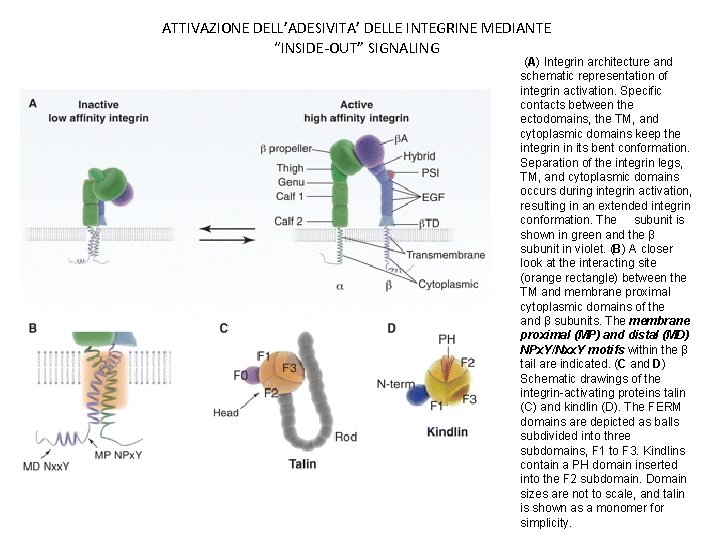 ATTIVAZIONE DELL’ADESIVITA’ DELLE INTEGRINE MEDIANTE “INSIDE-OUT” SIGNALING (A) Integrin architecture and schematic representation of