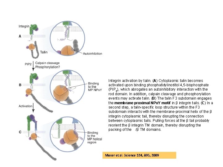 Integrin activation by talin. (A) Cytoplasmic talin becomes activated upon binding phosphatidylinositol 4, 5