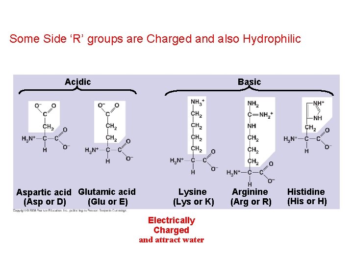 Some Side ‘R’ groups are Charged and also Hydrophilic Acidic Aspartic acid Glutamic acid