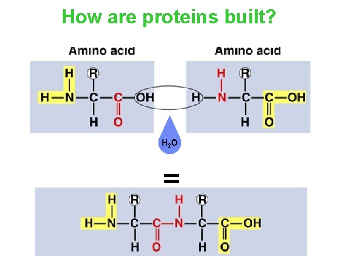 How are proteins built? = 