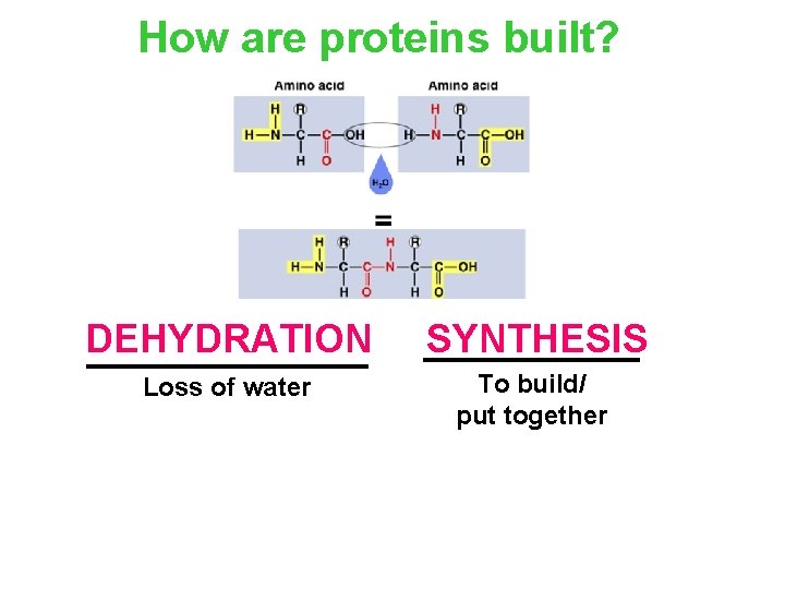 How are proteins built? DEHYDRATION SYNTHESIS Loss of water To build/ put together 