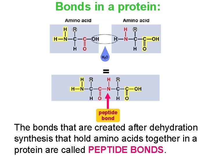 Bonds in a protein: peptide bond The bonds that are created after dehydration synthesis