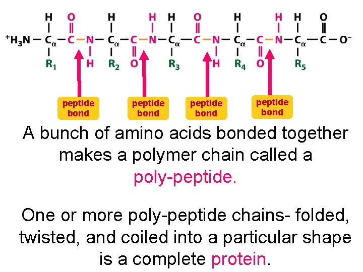 peptide bond A bunch of amino acids bonded together makes a polymer chain called