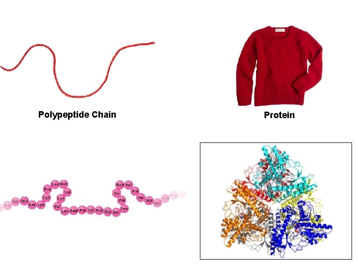 Polypeptide Chain Protein 