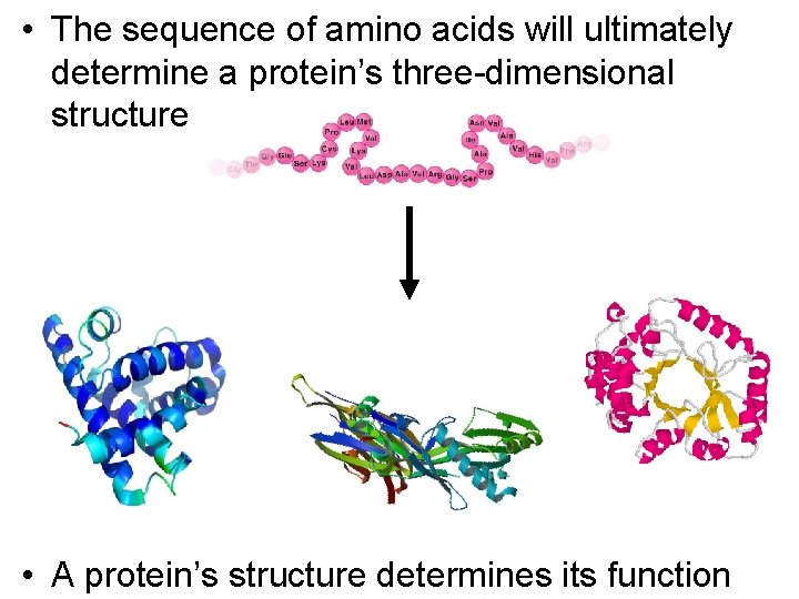  • The sequence of amino acids will ultimately determine a protein’s three-dimensional structure
