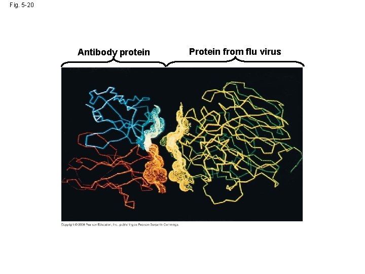 Fig. 5 -20 Antibody protein Protein from flu virus 