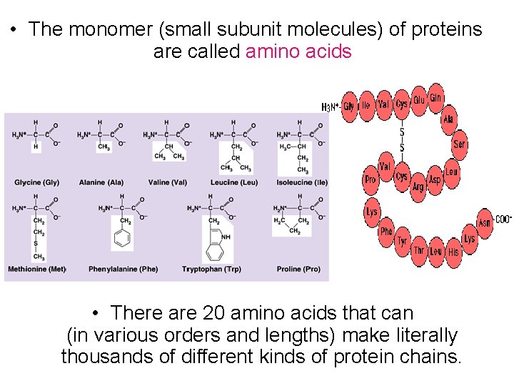  • The monomer (small subunit molecules) of proteins are called amino acids. •