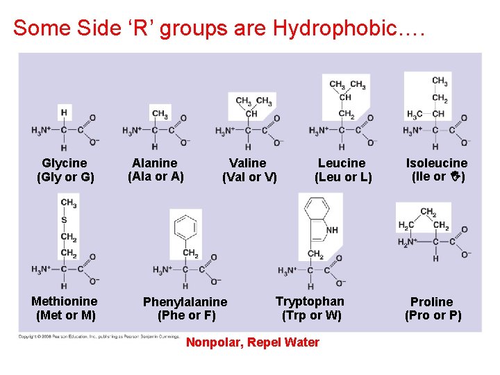 Some Side ‘R’ groups are Hydrophobic…. Glycine (Gly or G) Methionine (Met or M)