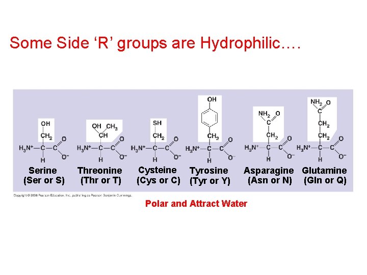 Some Side ‘R’ groups are Hydrophilic…. Serine (Ser or S) Threonine (Thr or T)