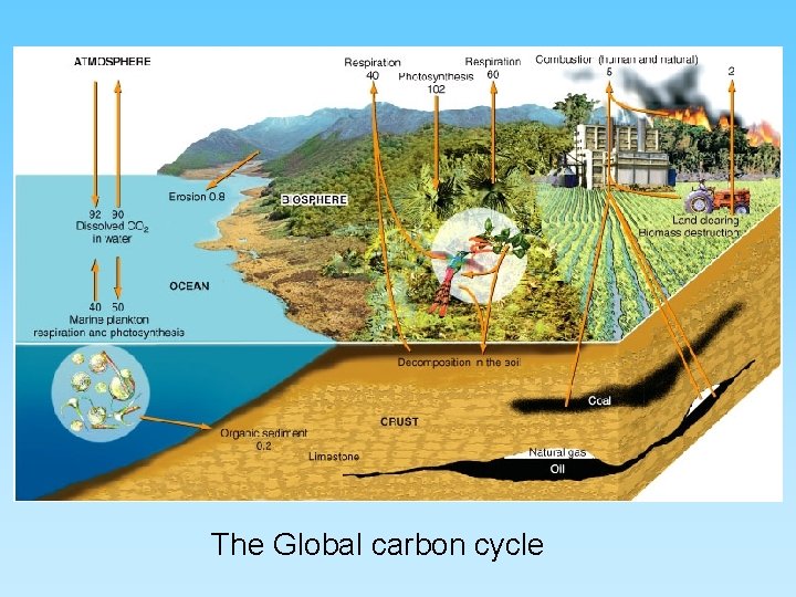 The Global carbon cycle 