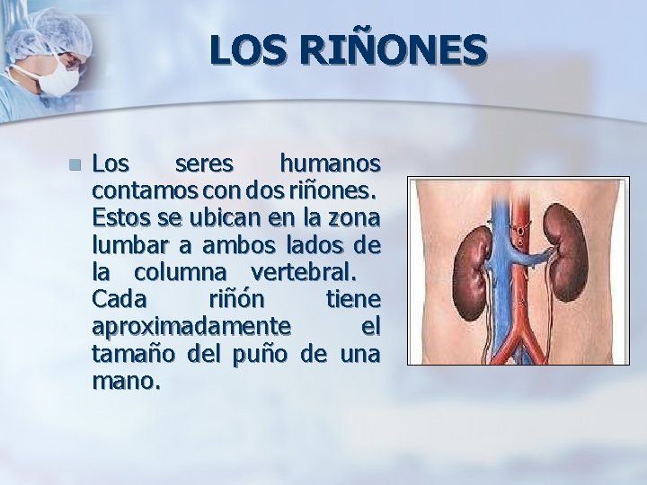 LOS RIÑONES n Los seres humanos contamos con dos riñones. Estos se ubican en