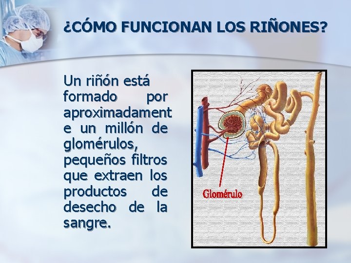 ¿CÓMO FUNCIONAN LOS RIÑONES? Un riñón está formado por aproximadament e un millón de