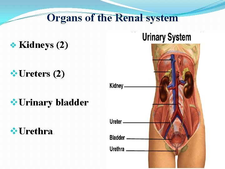 Organs of the Renal system v Kidneys (2) v. Ureters (2) v. Urinary bladder