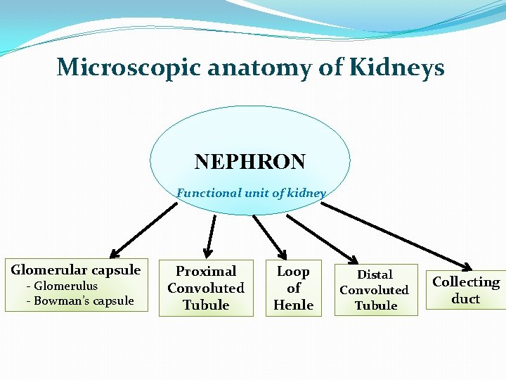 Microscopic anatomy of Kidneys NEPHRON Functional unit of kidney Glomerular capsule - Glomerulus -