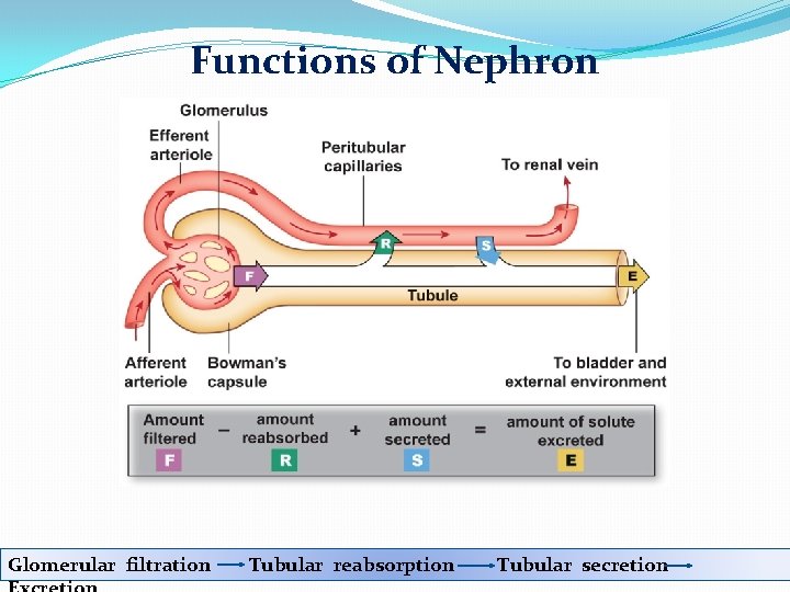 Functions of Nephron Glomerular filtration Tubular reabsorption Tubular secretion 
