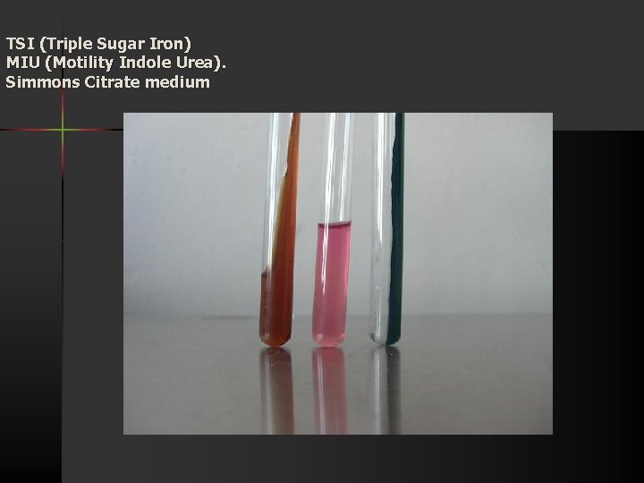 TSI (Triple Sugar Iron) MIU (Motility Indole Urea). Simmons Citrate medium 