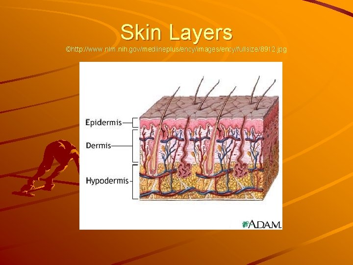 Skin Layers ©http: //www. nlm. nih. gov/medlineplus/ency/images/ency/fullsize/8912. jpg 