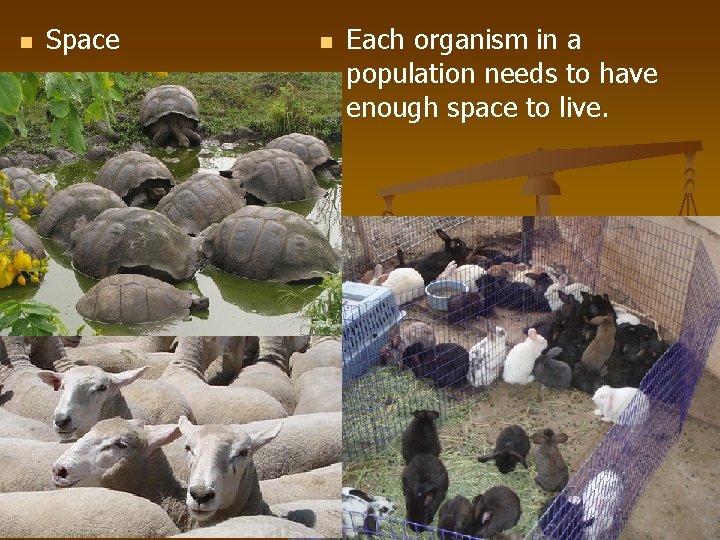 n Space n Each organism in a population needs to have enough space to