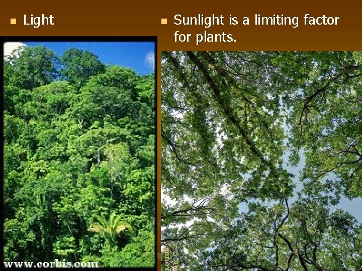 n Light n Sunlight is a limiting factor for plants. 
