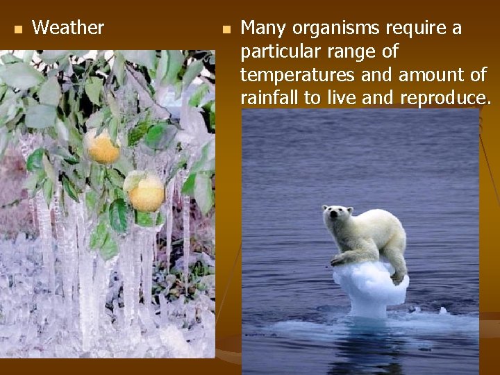 n Weather n Many organisms require a particular range of temperatures and amount of