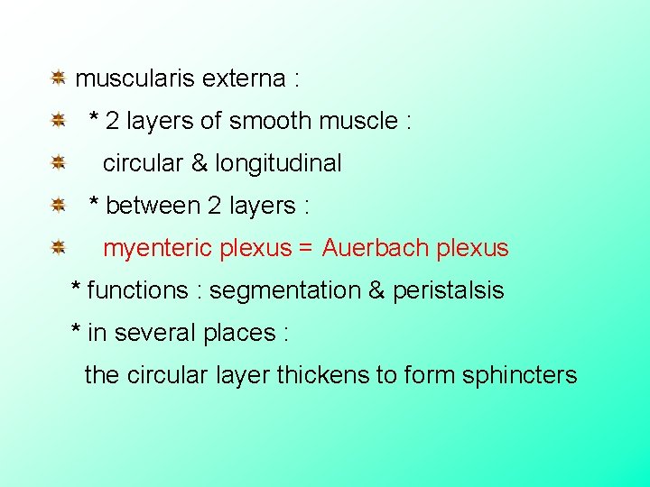  muscularis externa : * 2 layers of smooth muscle : circular & longitudinal