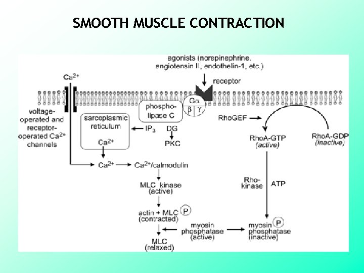 SMOOTH MUSCLE CONTRACTION 