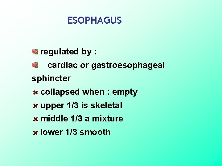 ESOPHAGUS regulated by : cardiac or gastroesophageal sphincter collapsed when : empty upper 1/3