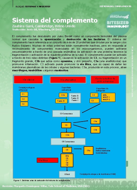 SISTEMA DEL COMPLEMENTO BLOQUE: SISTEMAS Y PROCESOS Sistema del complemento Zaahira Gani, Cambridge, Reino