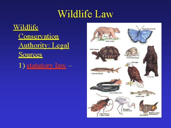 Wildlife Law Wildlife Conservation Authority: Legal Sources 1) statutory law – 