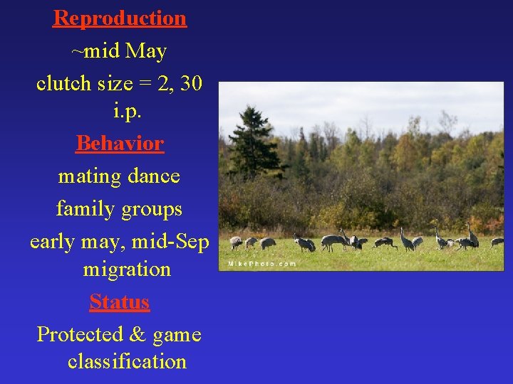 Reproduction ~mid May clutch size = 2, 30 i. p. Behavior mating dance family