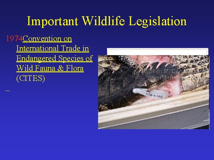 Important Wildlife Legislation 1974 Convention on International Trade in Endangered Species of Wild Fauna