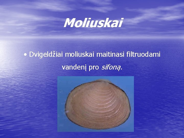 Moliuskai • Dvigeldžiai moliuskai maitinasi filtruodami vandenį pro sifoną. 