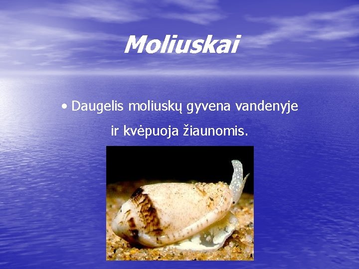 Moliuskai • Daugelis moliuskų gyvena vandenyje ir kvėpuoja žiaunomis. 