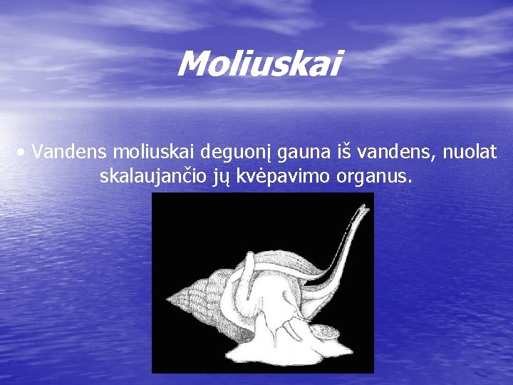 Moliuskai • Vandens moliuskai deguonį gauna iš vandens, nuolat skalaujančio jų kvėpavimo organus. 