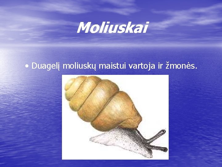 Moliuskai • Duagelį moliuskų maistui vartoja ir žmonės. 