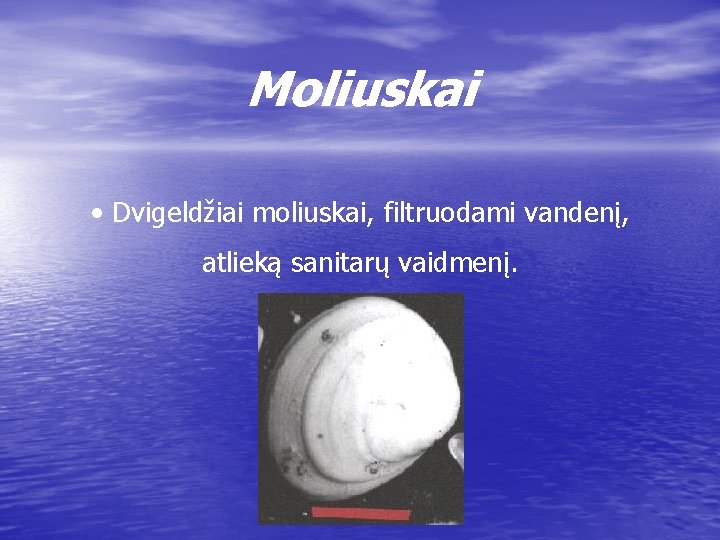 Moliuskai • Dvigeldžiai moliuskai, filtruodami vandenį, atlieką sanitarų vaidmenį. 