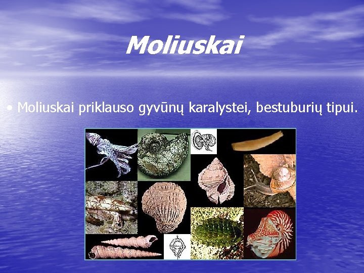 Moliuskai • Moliuskai priklauso gyvūnų karalystei, bestuburių tipui. 