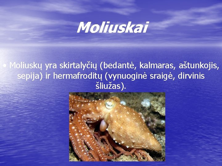 Moliuskai • Moliuskų yra skirtalyčių (bedantė, kalmaras, aštunkojis, sepija) ir hermafroditų (vynuoginė sraigė, dirvinis