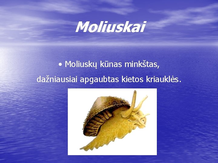 Moliuskai • Moliuskų kūnas minkštas, dažniausiai apgaubtas kietos kriauklės. 