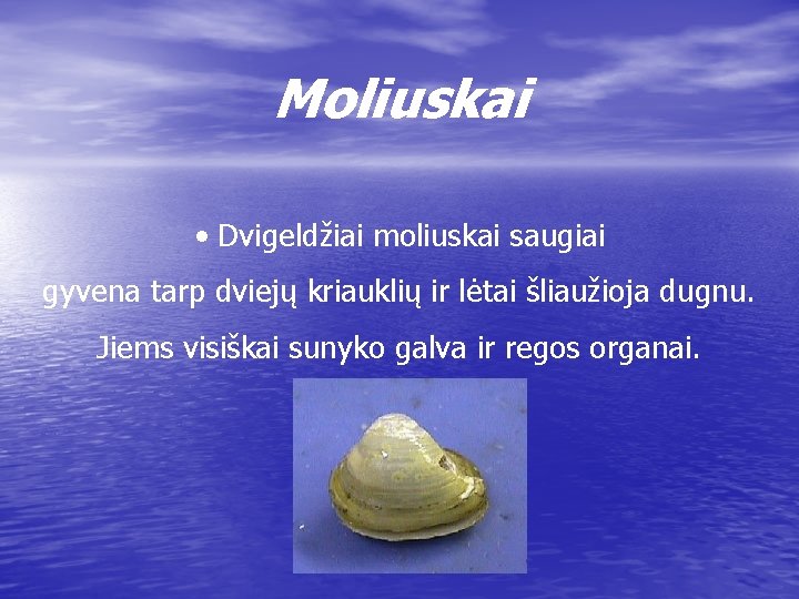 Moliuskai • Dvigeldžiai moliuskai saugiai gyvena tarp dviejų kriauklių ir lėtai šliaužioja dugnu. Jiems