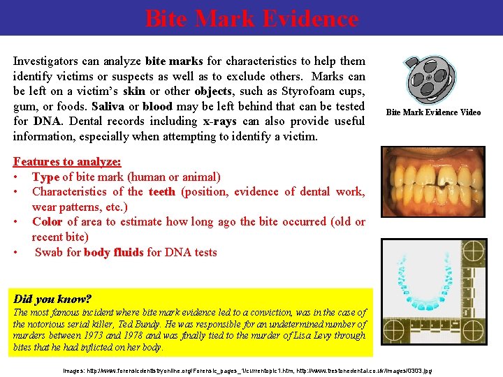 Bite Mark Evidence Investigators can analyze bite marks for characteristics to help them identify